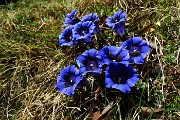 80 Genziana di primavera (Gentiana vernus)